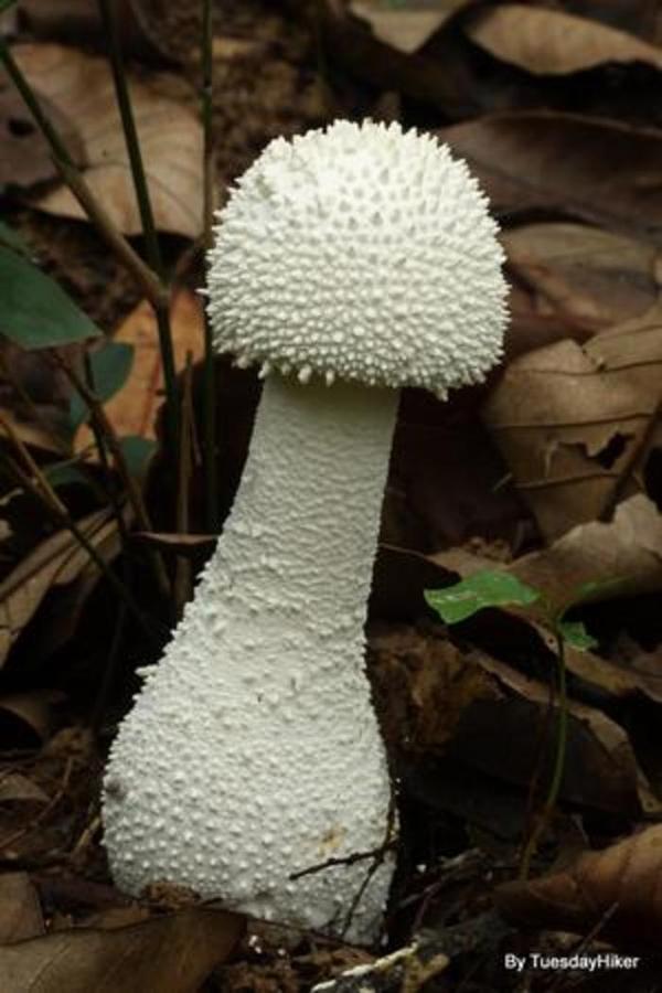 家里花盆长了几个小蘑菇,可是蘑菇上面有刺,请问这是什么蘑菇?