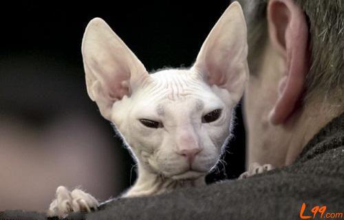 为什么<em>说</em>一个<em>妹纸</em>像猫多半没<em>什么</em>,但是说她像