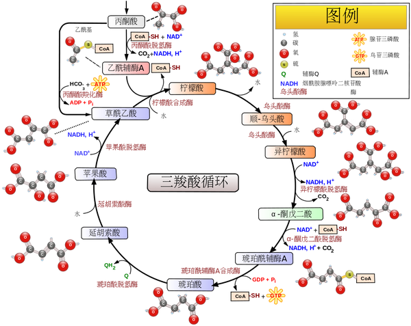 2. 电子传递链