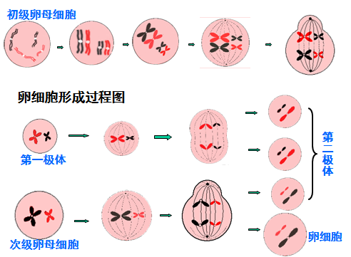 只有一个精子可以得到允许进入卵细胞 顶体反应就是就是精子释放顶体