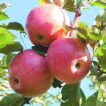 苹果为什么一年四季都有卖? - PiGeezer 的回答