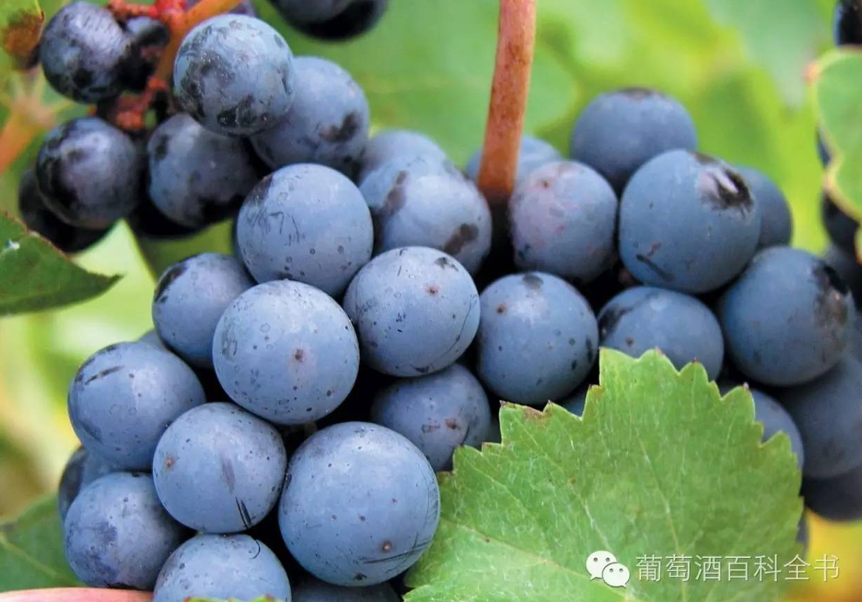 每日葡萄:barbera 巴贝拉