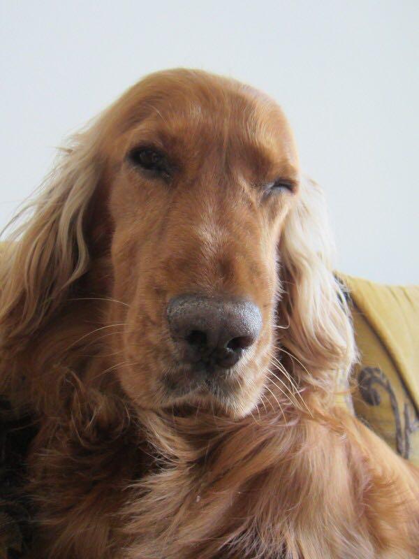 人舔狗,狗是什么感觉? - 士多啤梨羊咩咩的回答