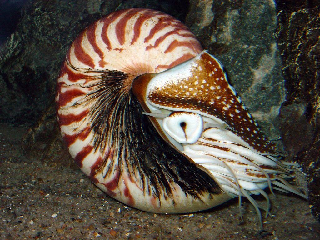 有没有人能科普一下各种海螺珍珠的特点?