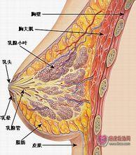 <em>女生</em>能不能靠适当的<em>锻炼胸肌</em>长罩杯呢? - 知乎