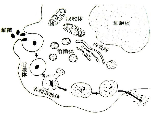 说到免疫细胞,你,想到了什么?  图1.