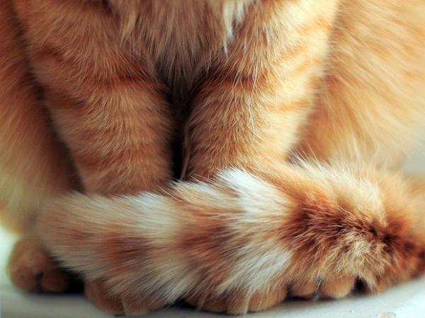 猫尾巴包脚有什么说法?