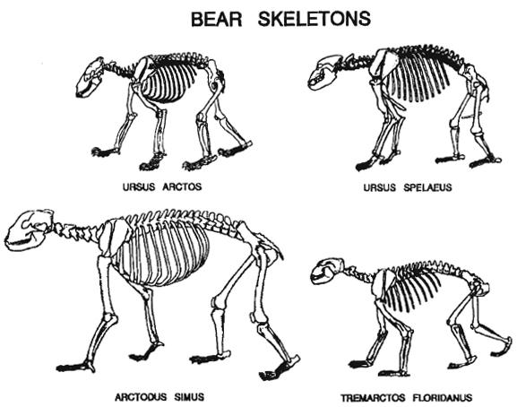 来张熊科的骨骼尺寸大小比较吧(没有阿根廷巨熊)