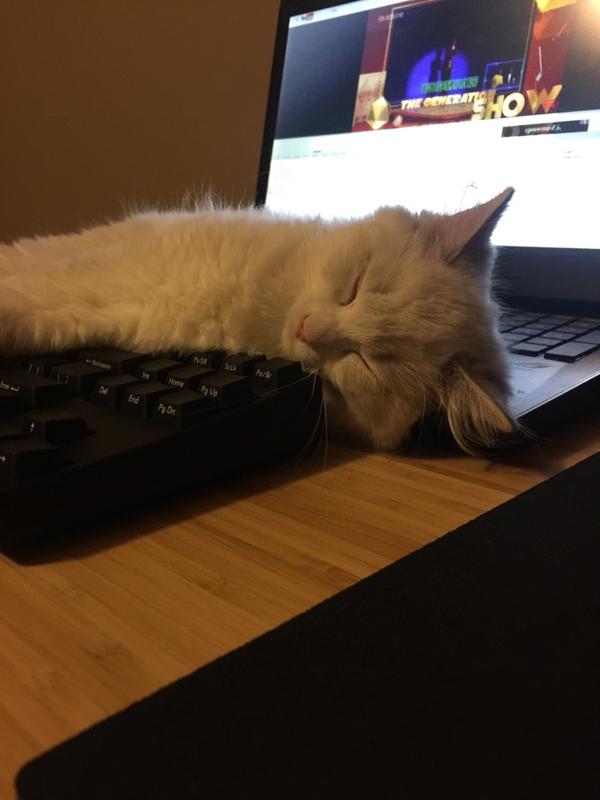 说说你家的猫咪?
