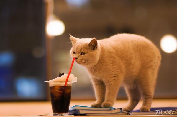 知乎上的文章被微信公众号抄袭,如何通过法律