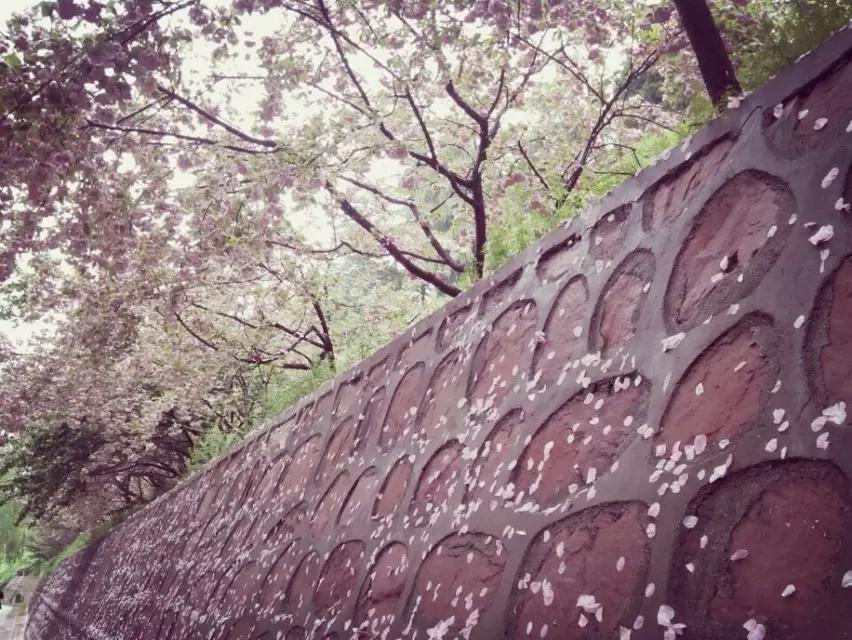 落花雨