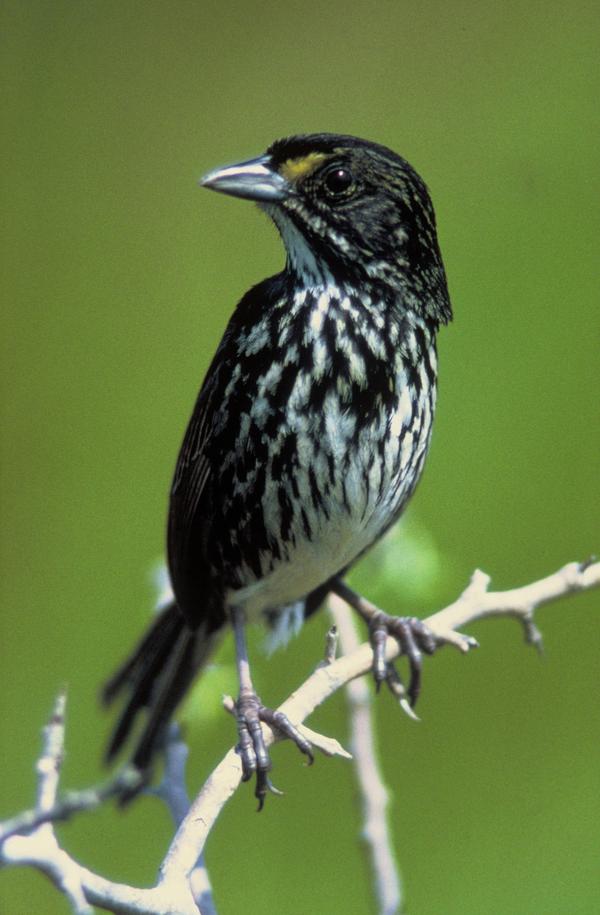 像是seaside sparrow——海滨沙鹀,还是问下,您是在北美吗?