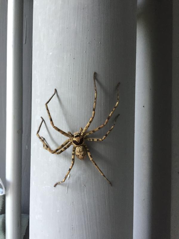 今天在家活捉一只大蜘蛛,求鉴定这是什么品种.能当宠物养吗?