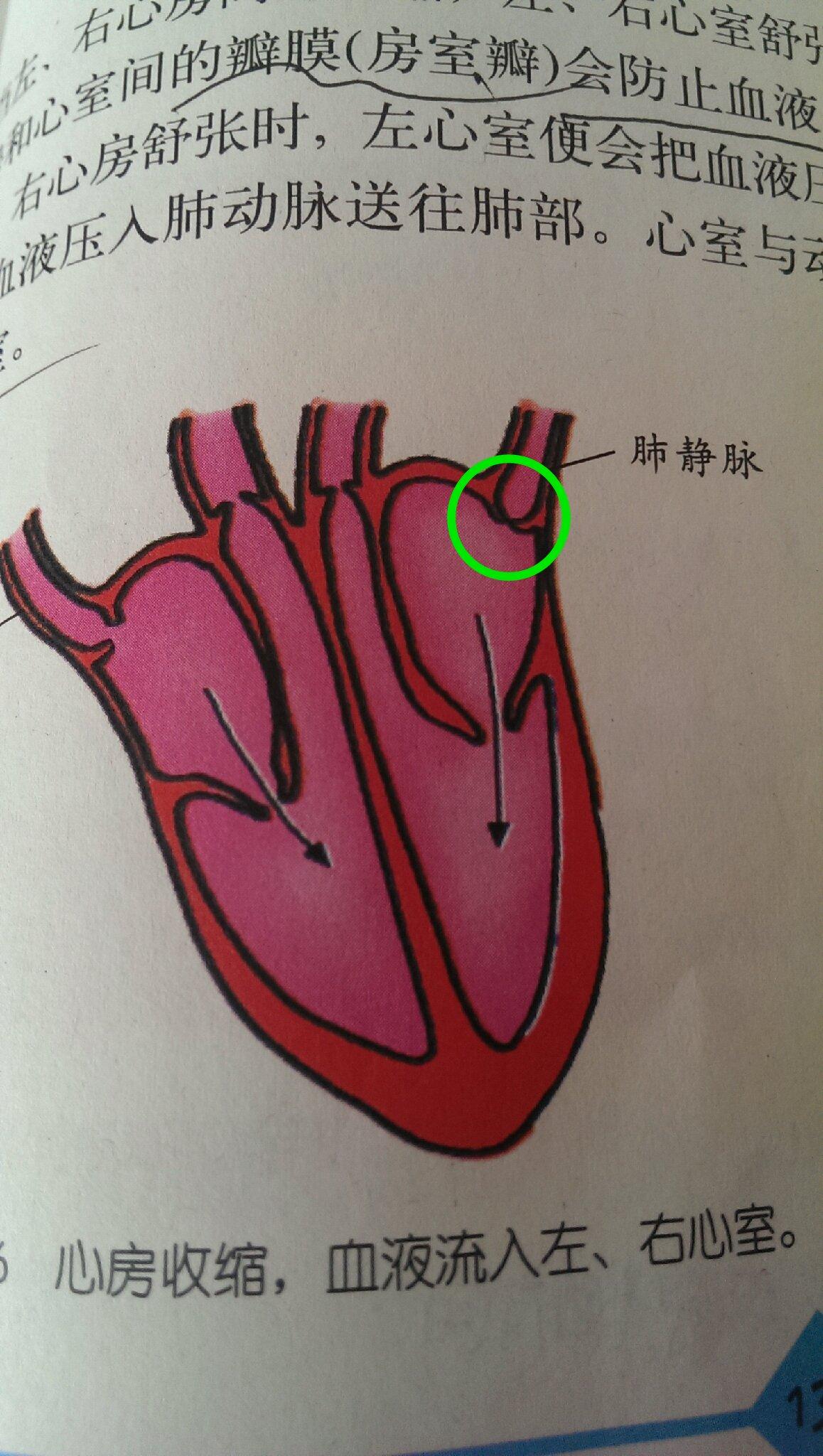 moski ivan 既然肺静脉中没有瓣膜,那么科学课本上我圈出来的是什么?