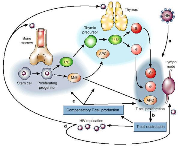 母体免疫 zhuanlan.zhihu.com