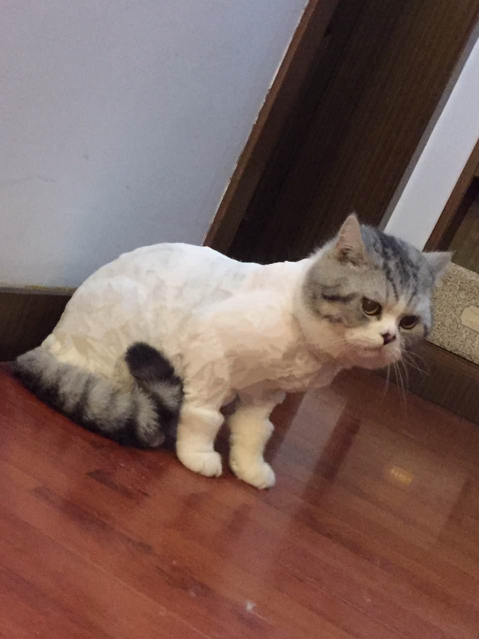 家中有猫,出门的时候总是一身猫毛怎么办? - 肥