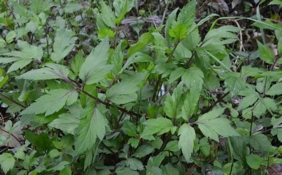 白苞蒿 菊科蒿亚属,资料见链接 artemisia lactiflora wall. ex dc.