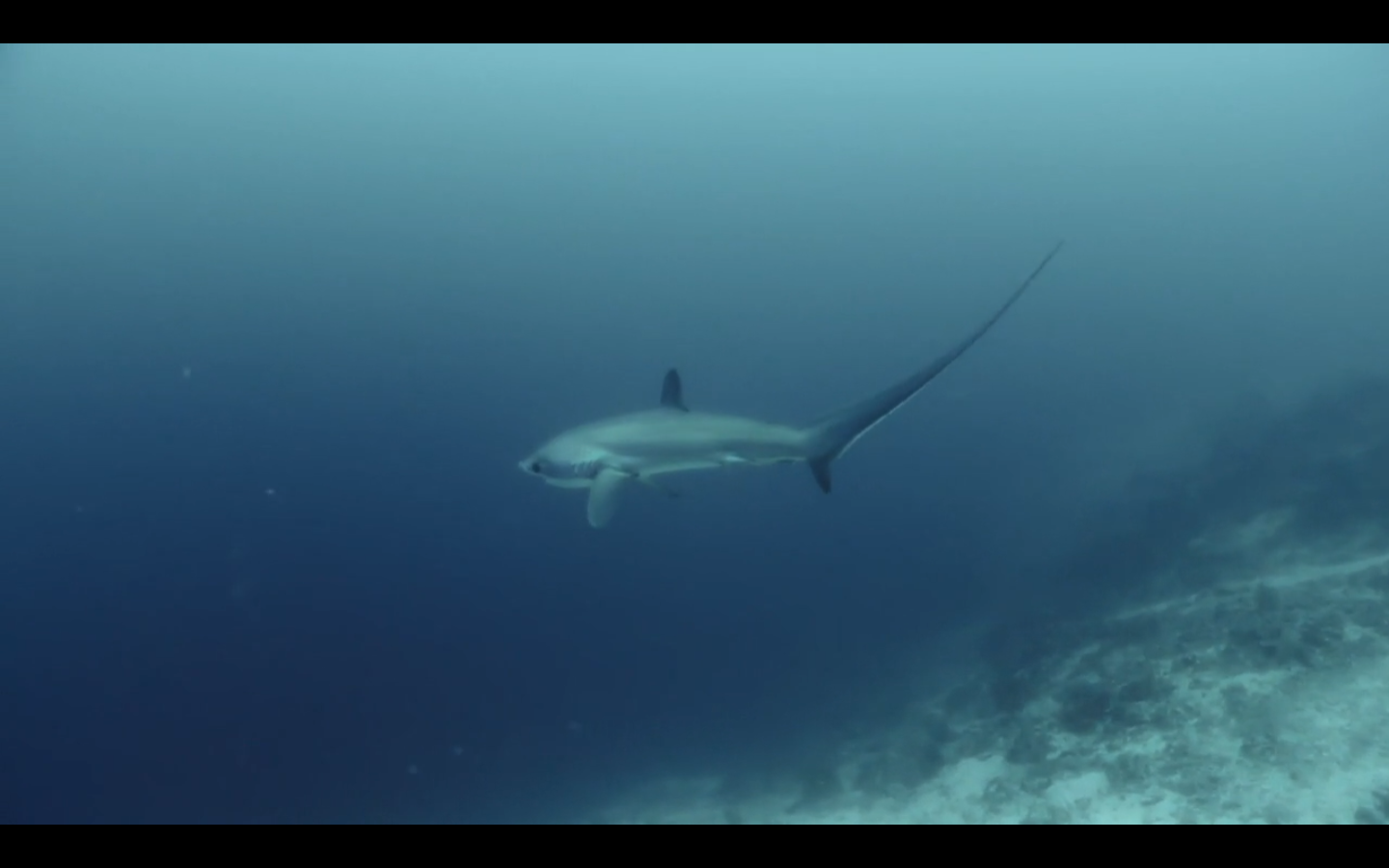 长尾鲨(thresher shark ),尾巴等身长,用来击昏猎物.