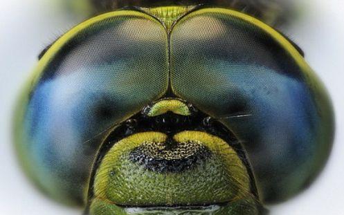 动物中视角最大的动物是什么?