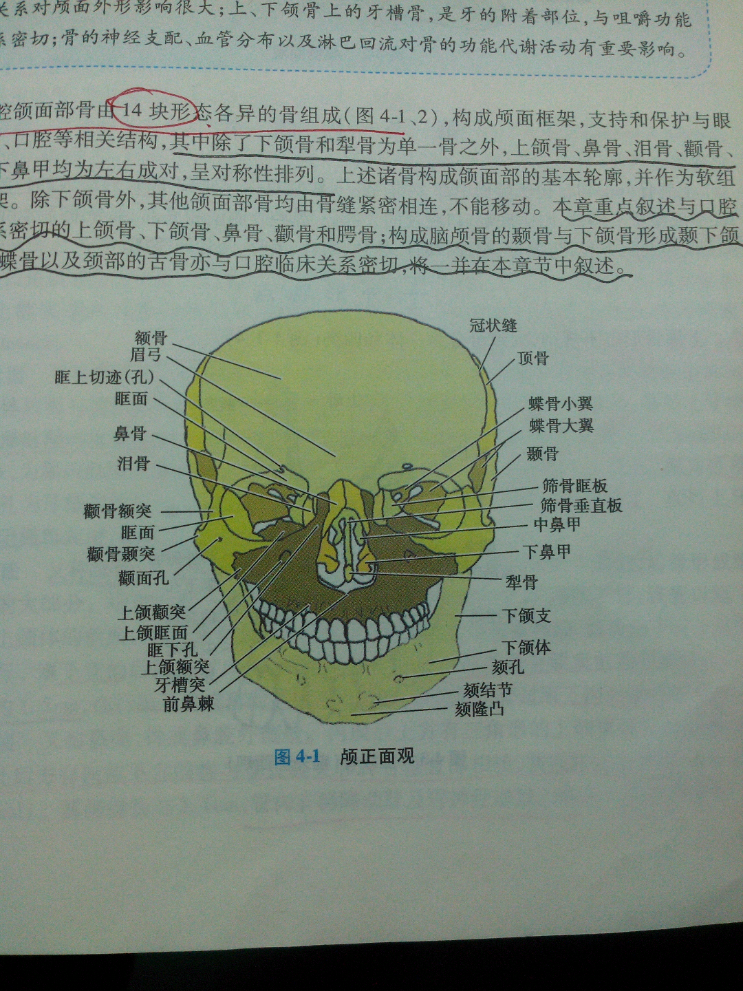 腭颚颔颌颏这几个字在医学上对应的部位分别是什么