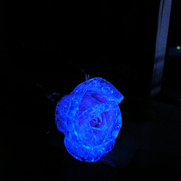 这不是真的量子玫瑰 这只是,玫瑰上面做了荧光
