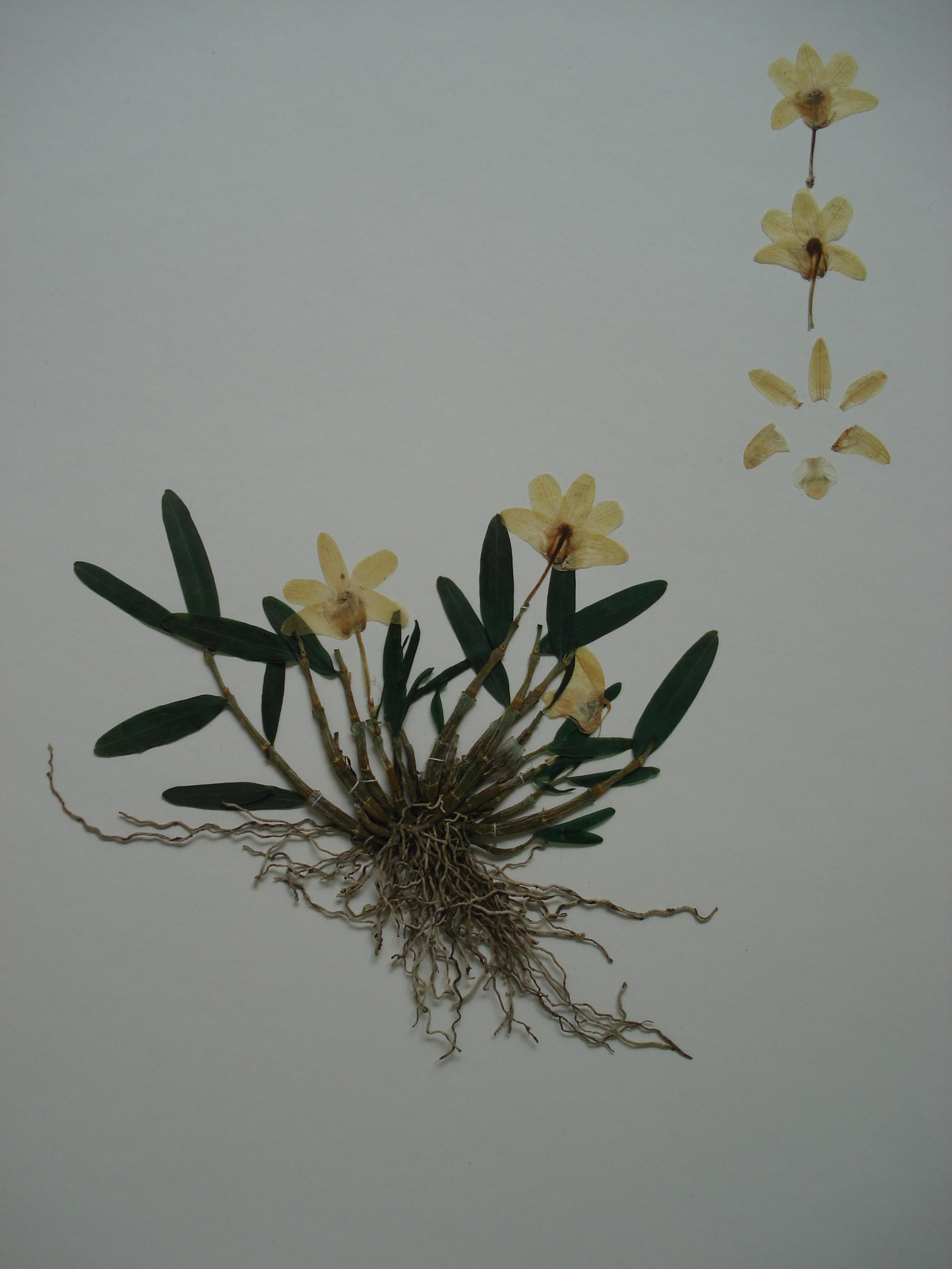 植物标本怎么做护色处理?