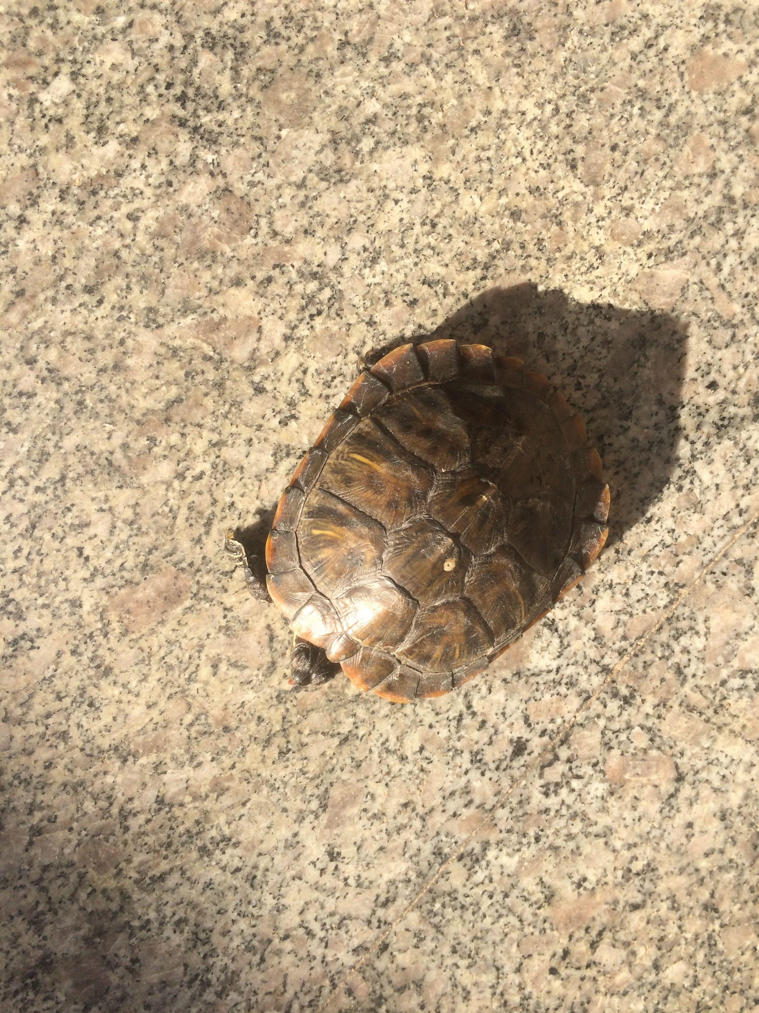 乌龟不吃东西好几天了,怎么办? - 乌龟