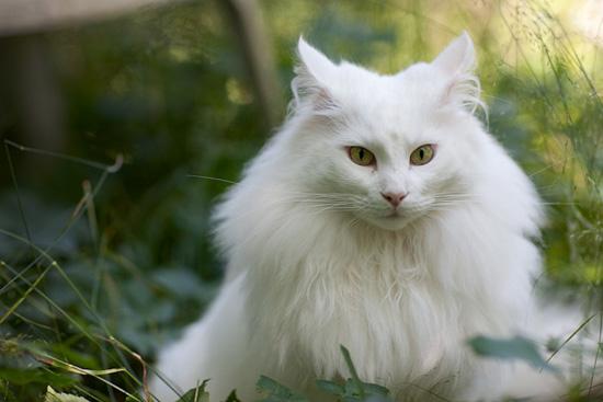 前面好多说猫咪的,但是气质超群当属 挪威森林猫  他是北欧神话中的