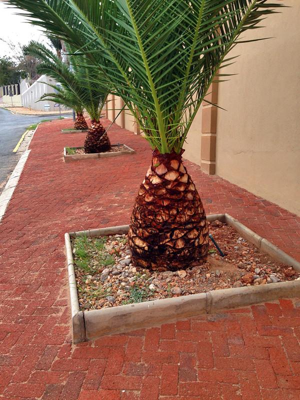 据说是椰枣树,其实我是喜欢这干净整洁的街道