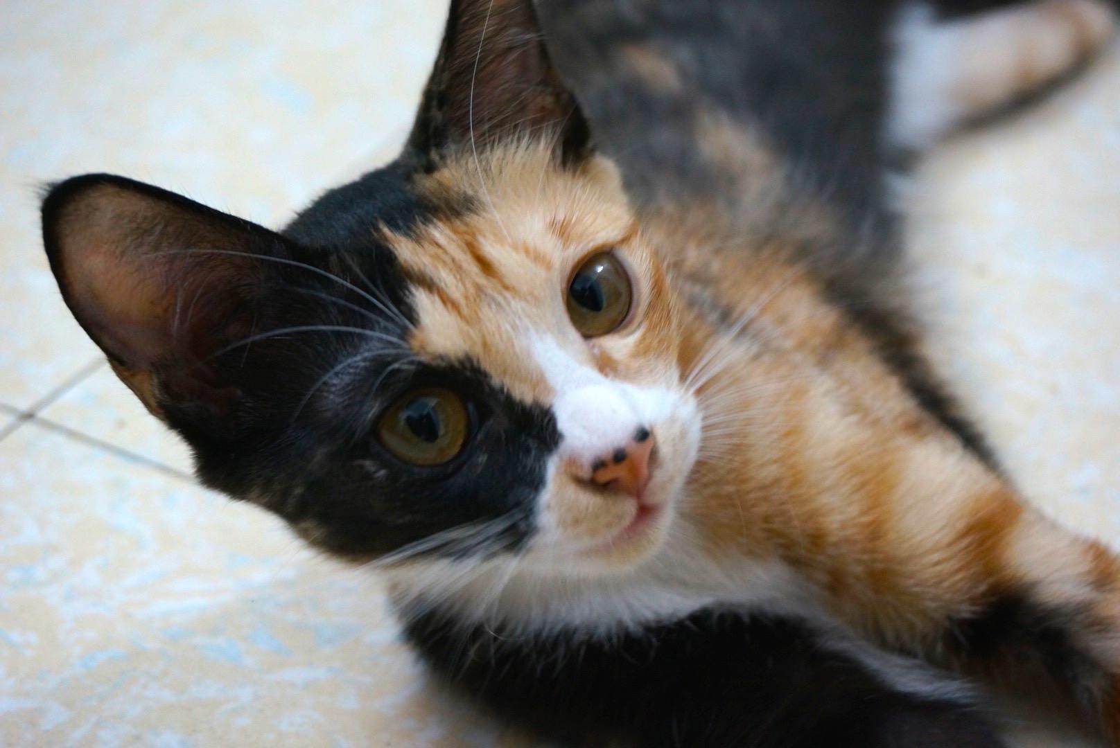 怎么给宠物拍出好看的照片? - 鱼哗哗的回答 - 