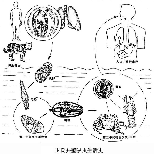 肺吸虫 又叫并殖吸虫,在我国主要种类包括卫氏吸虫,四川吸虫,斯氏狸