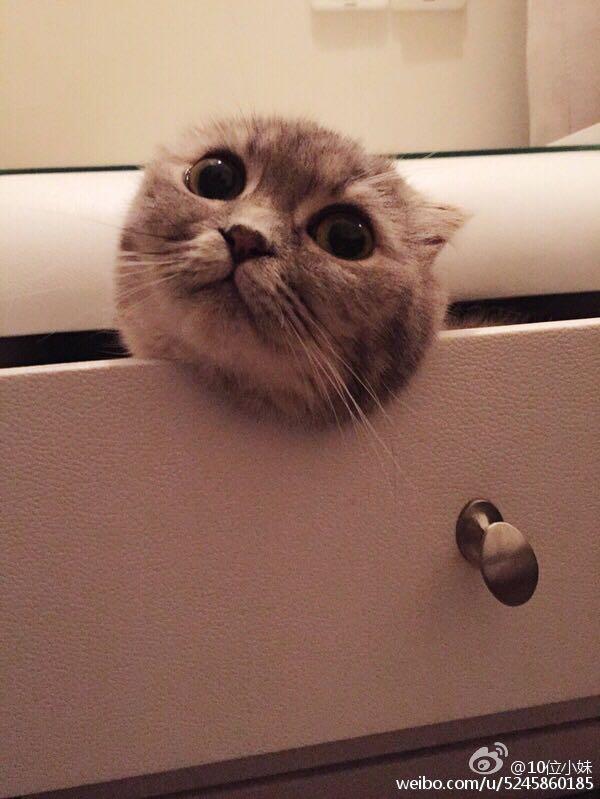 怎么看待网友们喷回忆专用小<em>马甲</em>的折耳猫<em>端午</em>