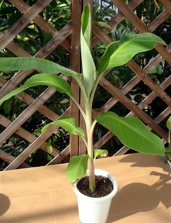 香蕉树其实是草,草本植物.