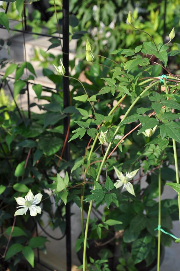 有哪些适合家里阳台种植的藤本植物?