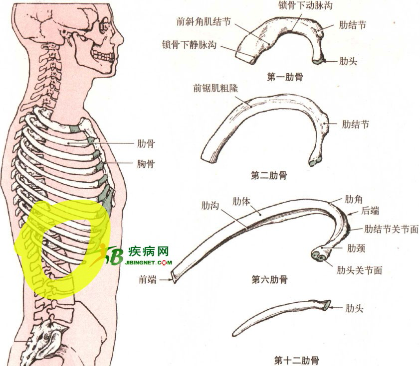 不小心摔倒,肋部砸在了椅子把上,请问下会不会骨折?