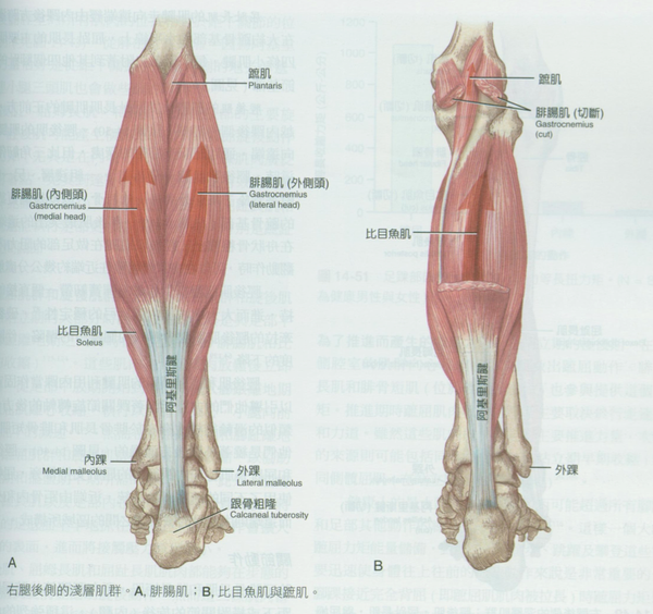 腓肠肌和比目鱼肌,腓肠肌在外面,我们看到的"钻石形"小腿肌肉,就是