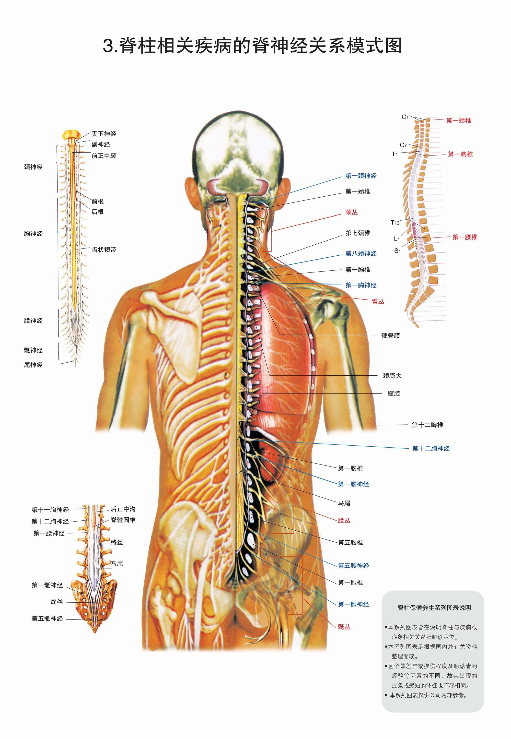 3,脊柱相关疾病的脊神经关系模式图 4,脊柱相关疾病的自主神经关系