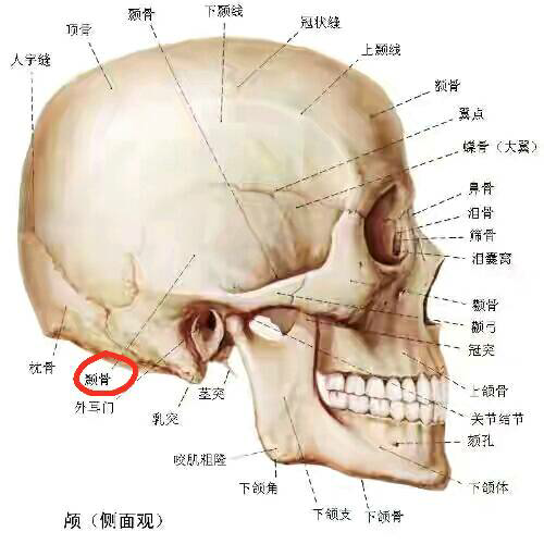 比较有意思的一点是因为字里带豕(shǐ)所以它还能当猪肉说,不信查