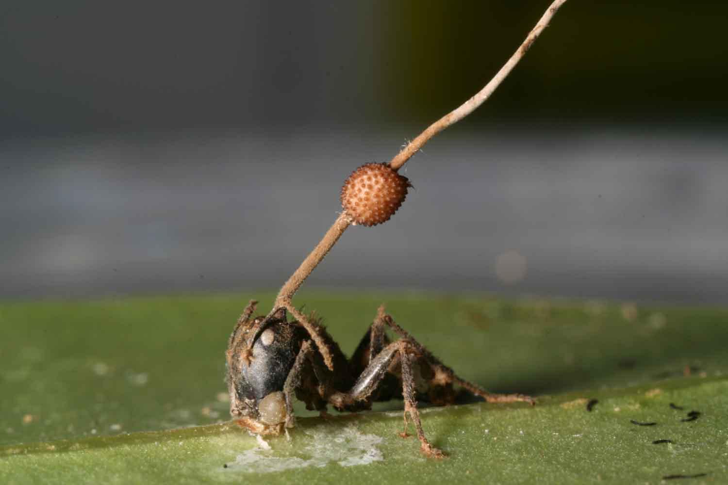 真菌感染的昆虫