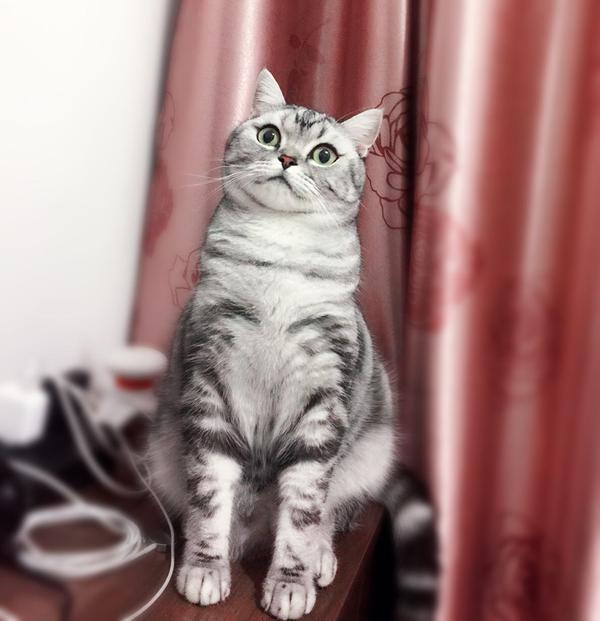 养美国短毛猫是怎样一种体验?