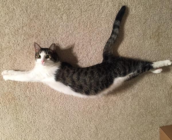 猫咪摆出有趣动作的时候无需为光线困扰,抓起手机先拍再说.