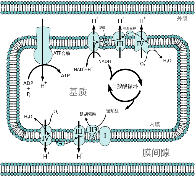 细胞色素c氧化酶活性升高(即复合体iv,位于电子传递链 综上所述:长期