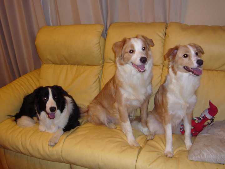犬类如边牧,金毛,哈士奇,萨摩耶,比熊,大白熊,柯基犬,哪种相对好养?