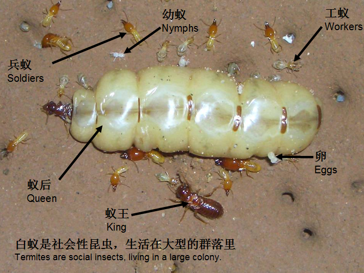 印象中应该是这货了,生殖腺发达的蚁后,和小小的蚁王  显示全部