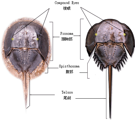 头胸部具发达的马蹄形背甲,通常也被称为马蹄蟹(horseshoe crabs)这