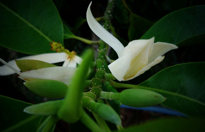 你见过最漂亮的花是?