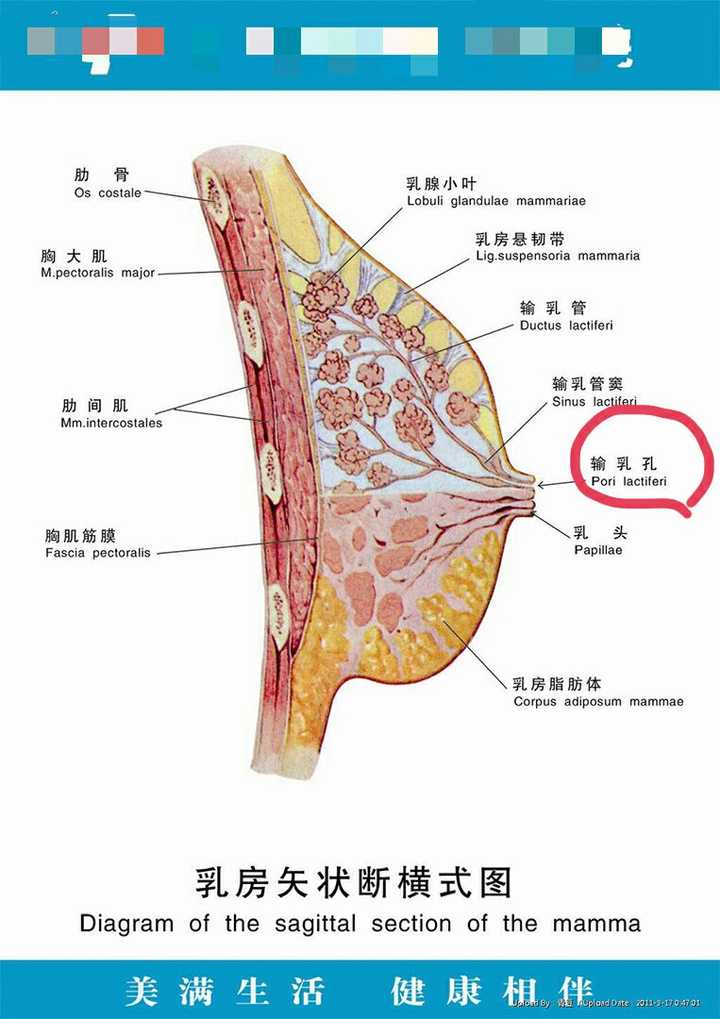 大概就是这个叫做输乳孔的东西了