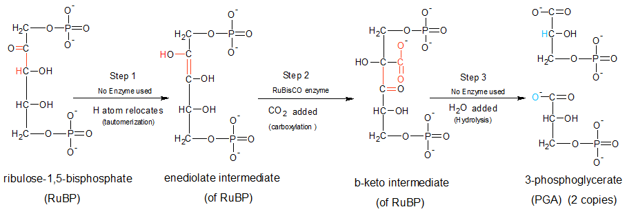 rubisco(1,5-二磷酸核酮糖羧化/加氧酶)可以催化两个反应,卡尔文循环