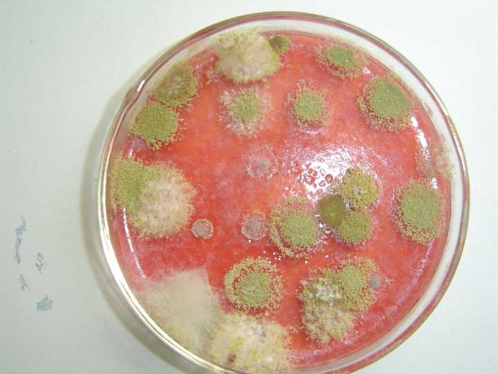 一种细菌长在不同的营养物质上颜色一样吗?
