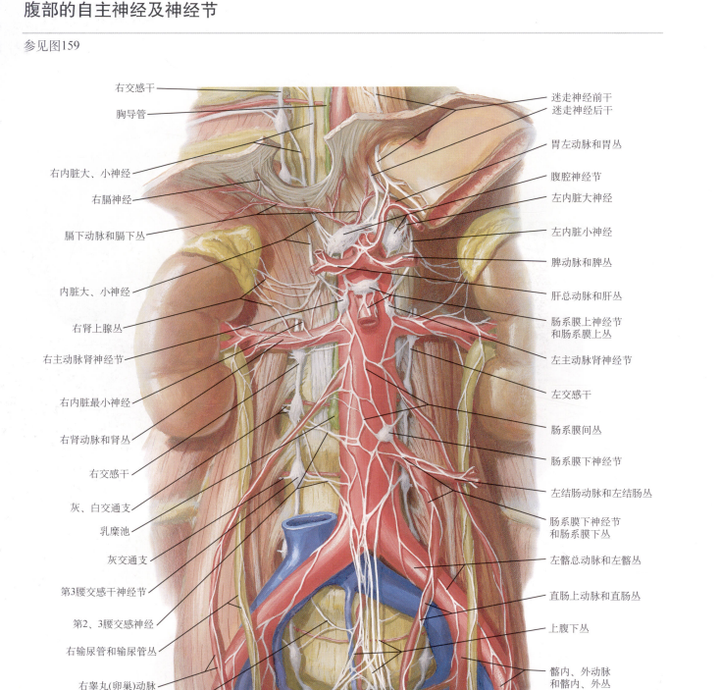 哪本人体解剖学彩色图谱,适合本科医学生初学者学习?